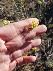 Sibara