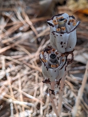 Monotropa brittonii