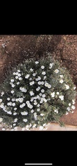Convolvulus cneorum