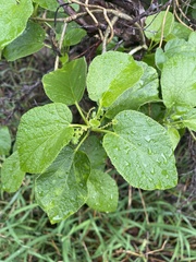 Pyrenacantha grandiflora