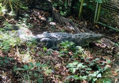 Crocodylus moreletii