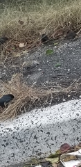 Sturnus vulgaris