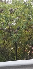 Sturnus vulgaris