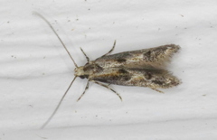 Blastodacna atra