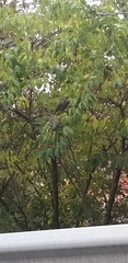 Sturnus vulgaris