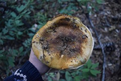 Cortinarius ponderosus