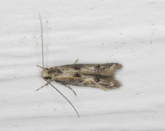 Blastodacna atra