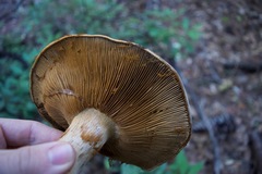 Cortinarius ponderosus