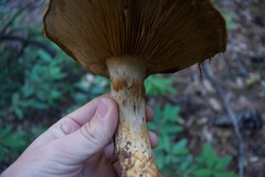 Cortinarius ponderosus
