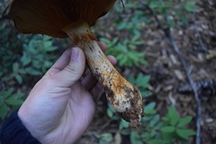 Cortinarius ponderosus