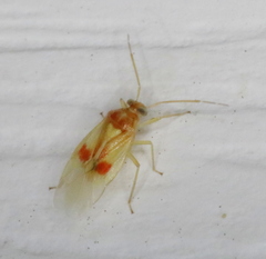 Tropidosteptes amoenus