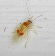 Tropidosteptes amoenus