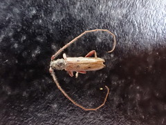 Eburida quadriguttata