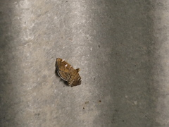 Lamprosema lunulalis