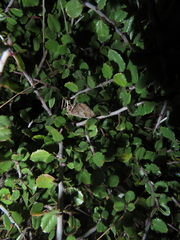 Stamnodes albiapicata