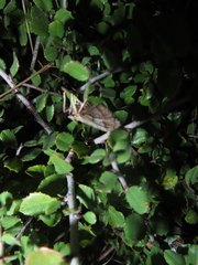 Stamnodes albiapicata