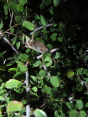 Stamnodes albiapicata