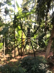 Nephila pilipes