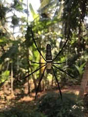 Nephila pilipes