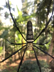 Nephila pilipes