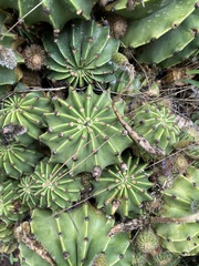 Echinopsis oxygona