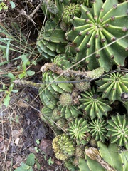 Echinopsis oxygona