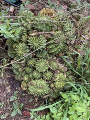 Echinopsis oxygona