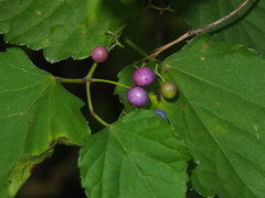 Ampelopsis glandulosa heterophylla