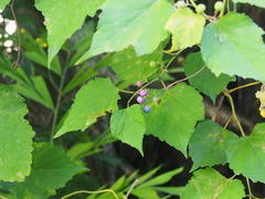 Ampelopsis glandulosa heterophylla