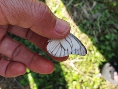 Appias libythea peducaea
