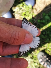 Appias libythea peducaea