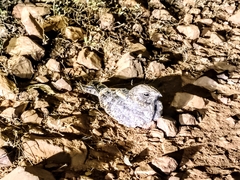 Caprimulgus asiaticus
