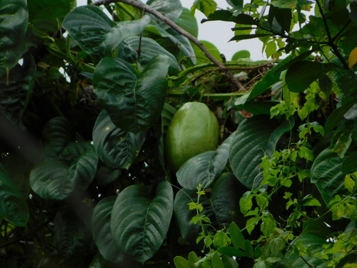 Passiflora quadrangularis