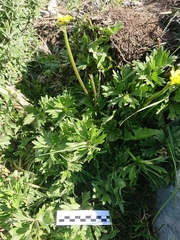 Ranunculus peduncularis