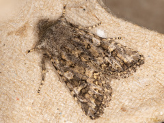 Miodera stigmata