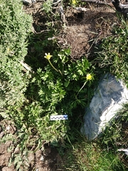 Ranunculus peduncularis