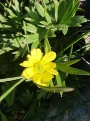 Ranunculus peduncularis