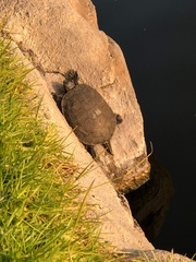 Trachemys scripta elegans