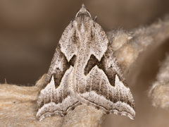 Plataea californiaria