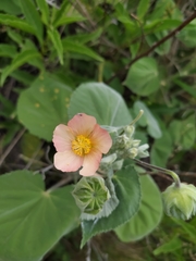 Callianthe pauciflora