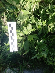 Ranunculus peduncularis