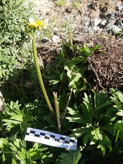 Ranunculus peduncularis