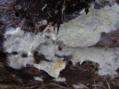 Tomentellopsis echinospora