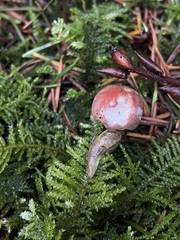 Prophysaon foliolatum