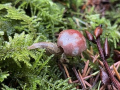 Prophysaon foliolatum