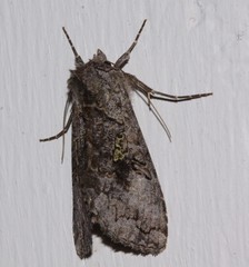 Syngrapha viridisigma