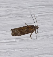 Epinotia solicitana