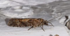 Epinotia solicitana