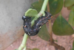 Gonodonta fulvangula