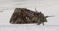 Syngrapha octoscripta